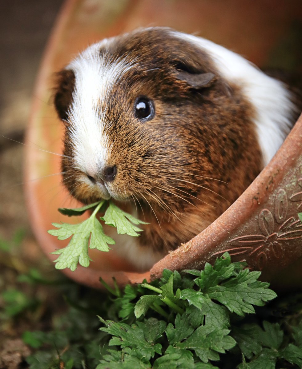 Guinea pig for your Friday 🌱 📸: Jackie Bale #guineapig #FluffyFriday