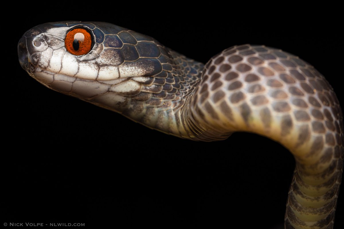 The Red-eyed Snail-eater! 🐍🐌 When you think of snakes feeding, you don't often think of them dramatically catching a snail, or do you? 🤔 But an incredible group of rainforest snakes has evolved to do just that! In fact, they have asymmetrical lower jaws that allow them to…