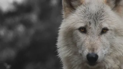 Action of the Day: ACT NOW FOR WY'S WOLVES.
@RelistWolves
compassionisanaction.com/actions/6626f4…

#CIAA #Compassionisanaction #Animalrights #Activism #Vegan #Crueltyfree #Animaladvocacy #Veganactivism #Veganism