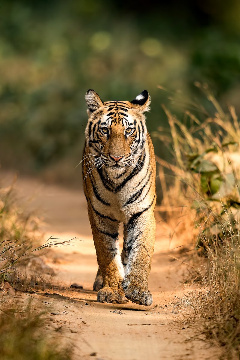 Walking the walk 🐾

📸: Nimit Virdi

#TigerTuesday #tigers #wildlifephotography