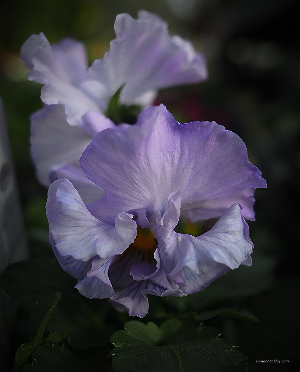 Violet🇯🇵

#photooftheday #photography #flowerphotography #nature #TLを花でいっぱいにしよう #写真好きな人と繋がりたい
twitter.com/soranootoblog/…