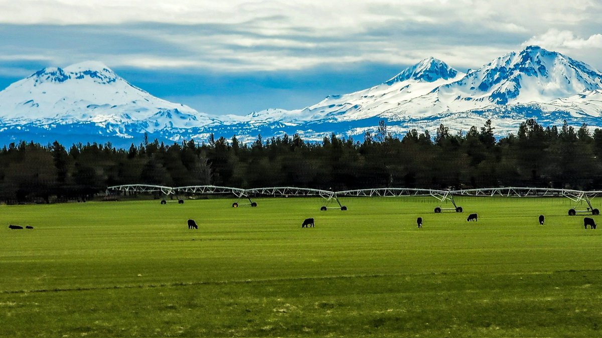 Cascades Behind the Farm #photography #nature #naturephotography #landscape #landscapephotography #travel #travelphotography #mountains #cascademountains #farm #cows #beautiful #gorgeous #outdoorphotography #oregon #pacificnorthwest #trees #woods