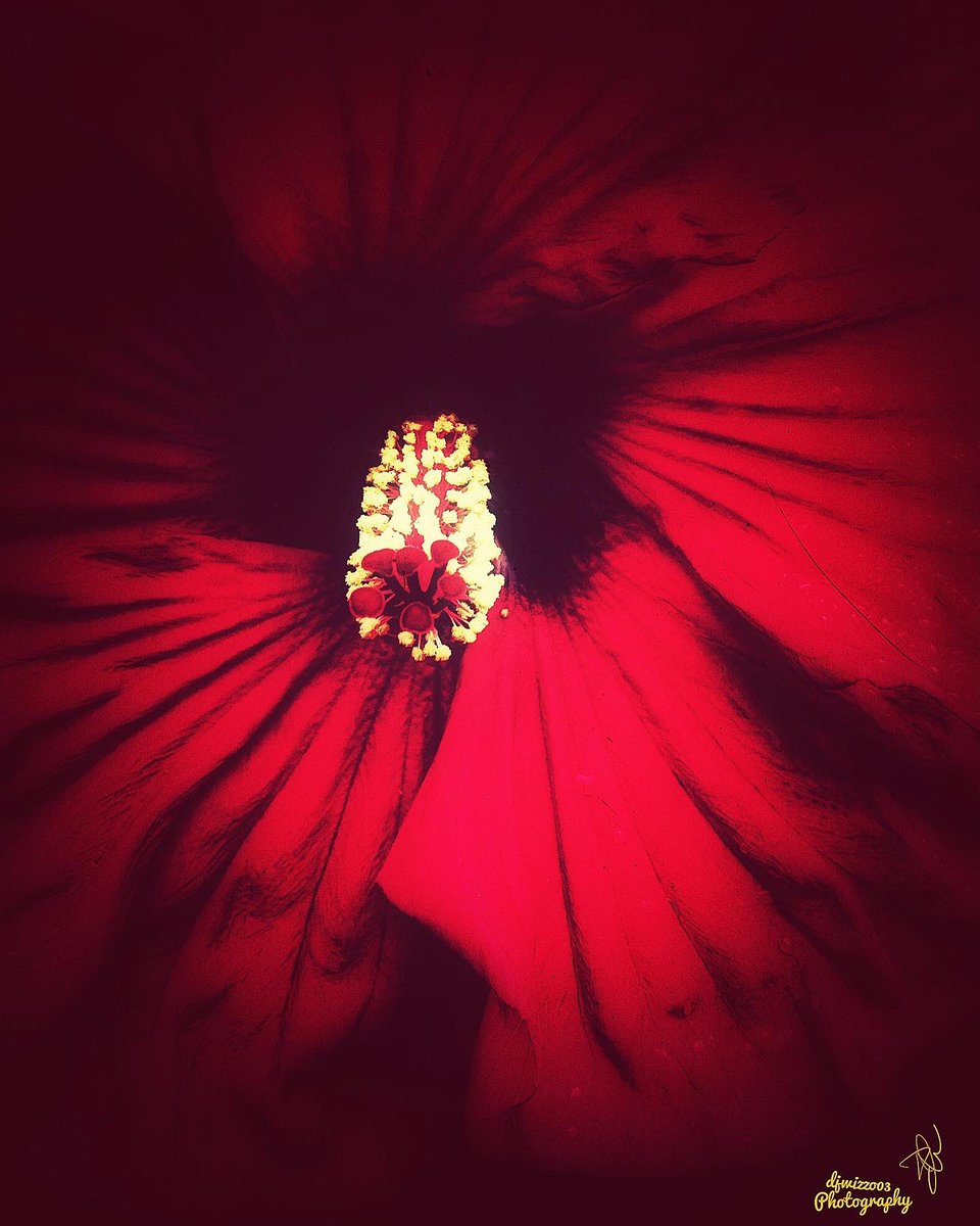 @Sam_Alexandra23 #MacroMonday #photography #Flowers #MacroPhotography #Colours