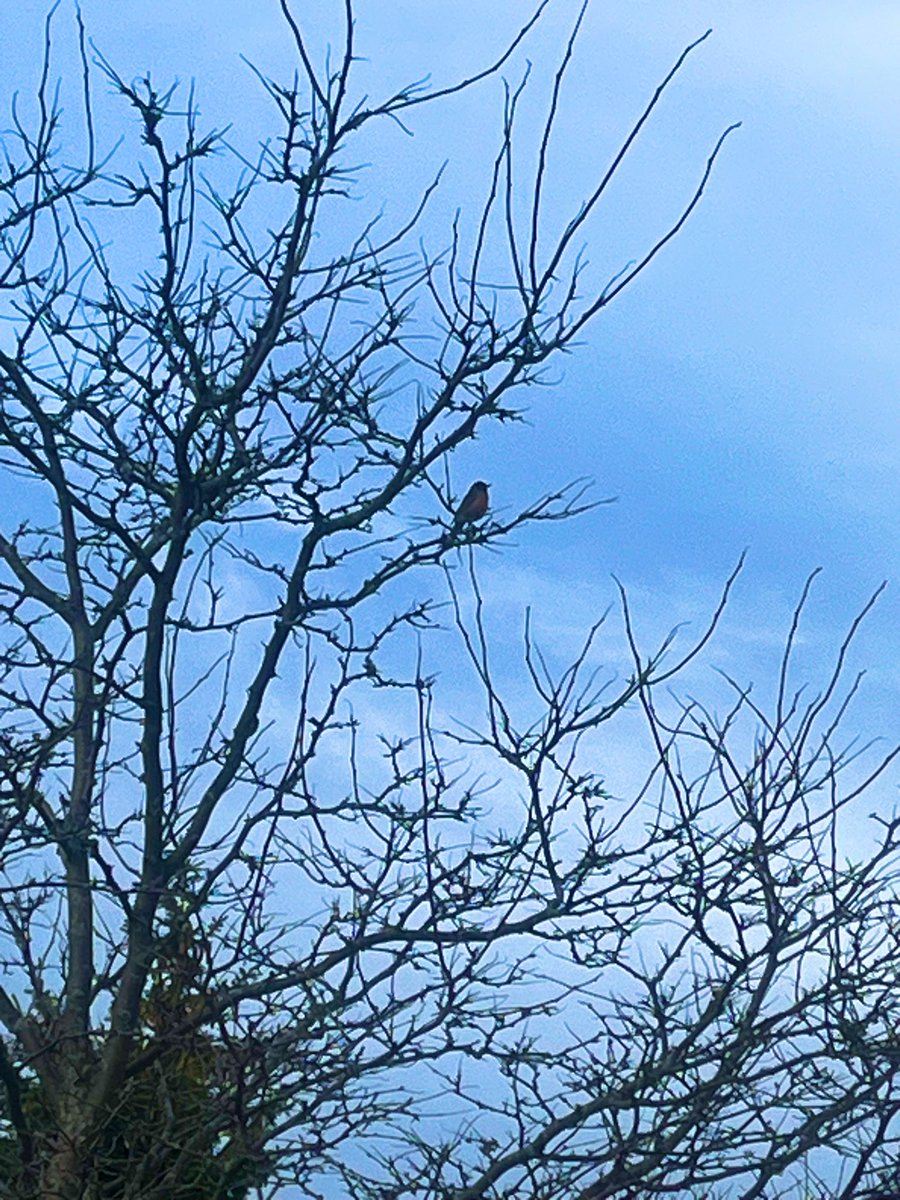 Ms.Persaud’s Falcons tweet media