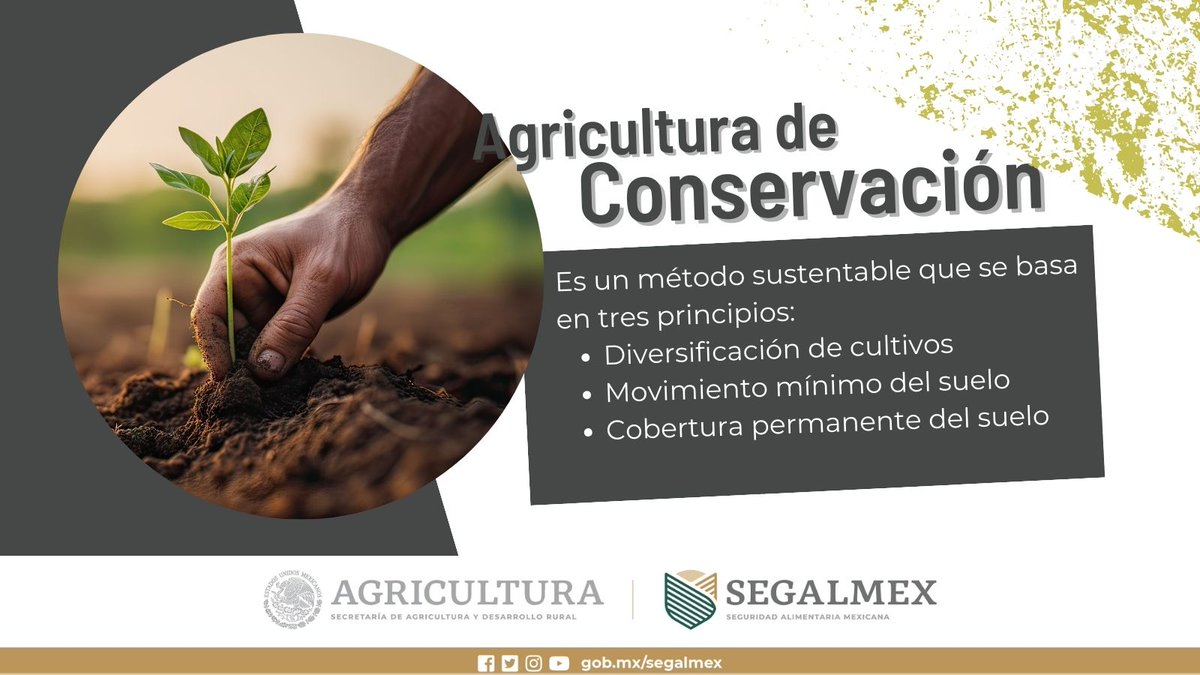 🌱 Adopta prácticas de #AgriculturaSostenible para preservar nuestros recursos naturales y promover la biodiversidad. ¡Cultivar de manera responsable es clave para un futuro verde! ♻️🌽🚜