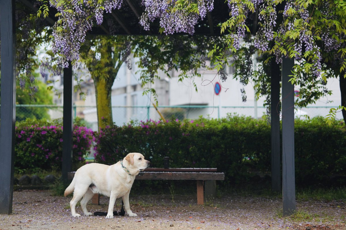きょうも実家から公園までのあさんぽ。

#ラブラドールレトリバー
#犬のいる暮らし
#大型犬
#京都
#kyoto
#labradorretriever
#sonyzve10
#sigma56mmf14