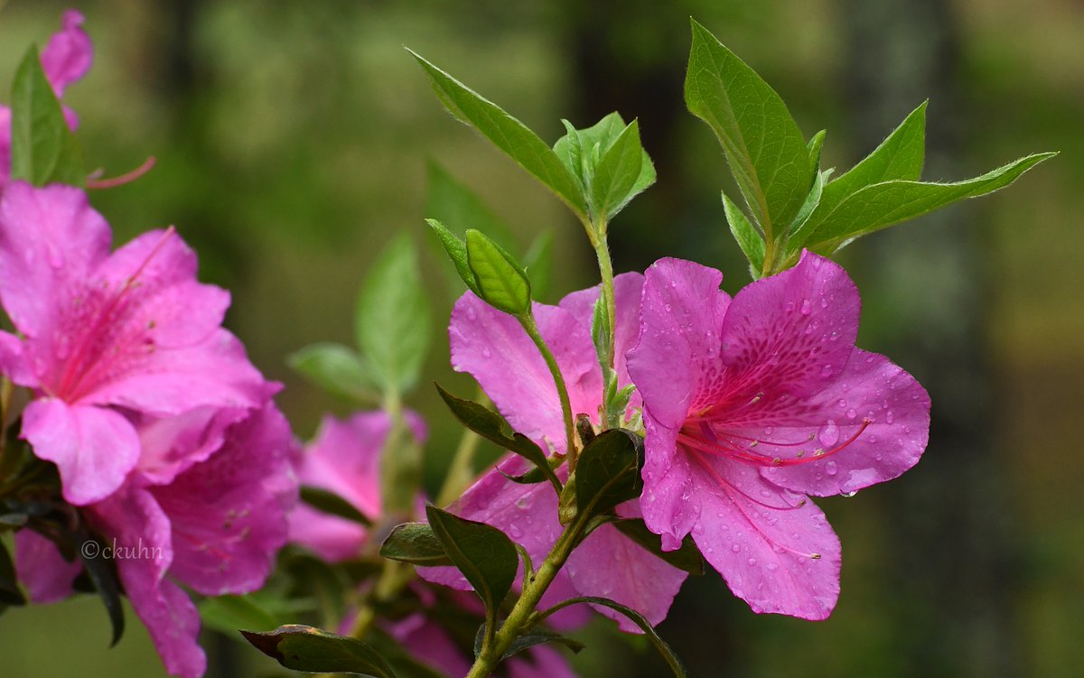 #AprilSpringBlooms #MagentaMonday #Raindrops #Azaleas #Flowers #FlowerPhotography