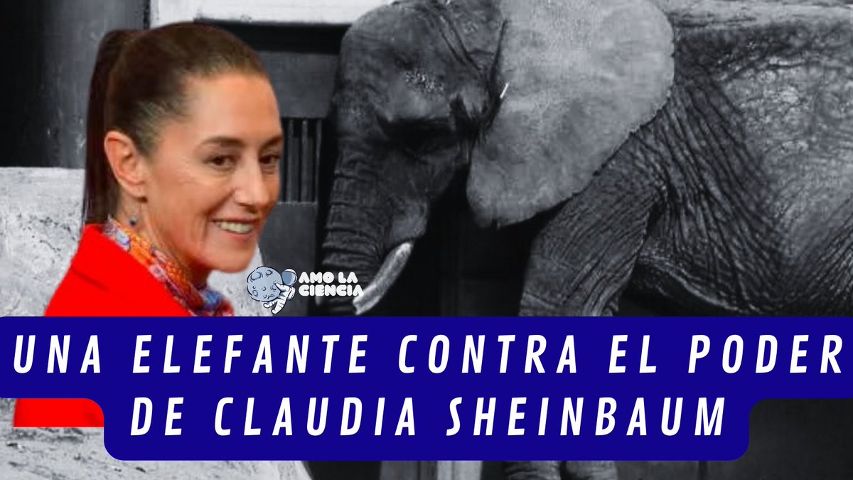 Una elefante contra el poder de Claudia Sheinbaum Nunca en la historia de México se había visto tanto poder en contra de un animal. Claudia Sheinbaum se negó a que un especialista en elefantes revisará a Ely ante la posibilidad de que fuera llevada a un santuario. Lo que se