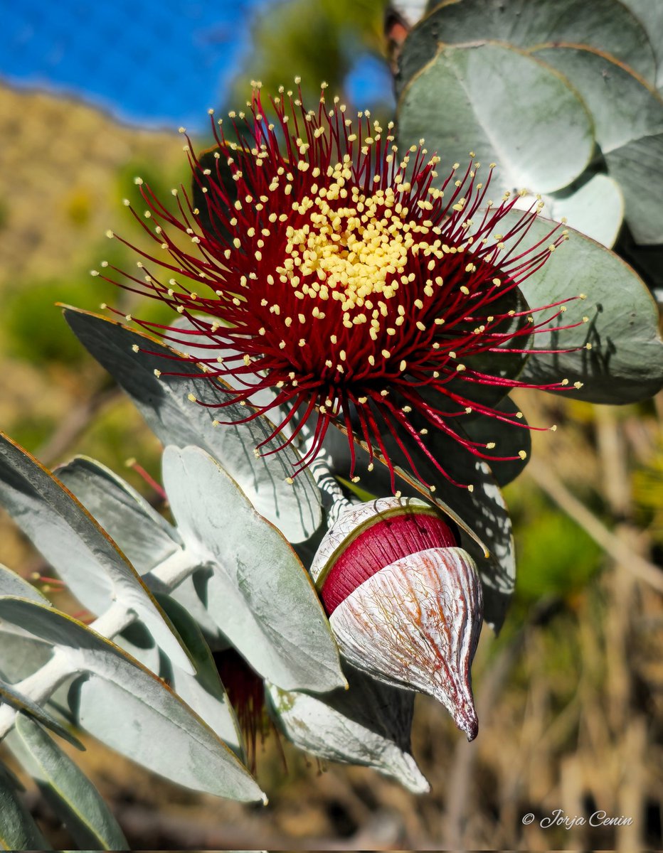 Eucalyptus rhodantha ❤️ #wildflowerhour #flowers #beautiful