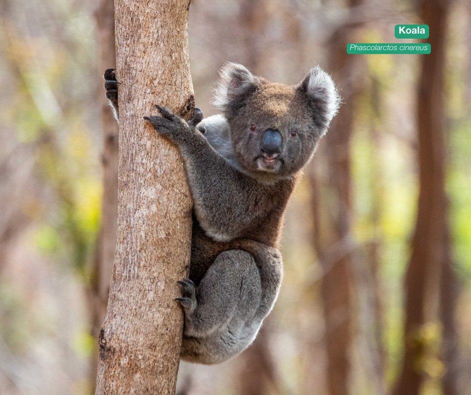 awconservancy tweet picture