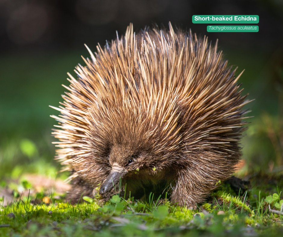 awconservancy tweet picture