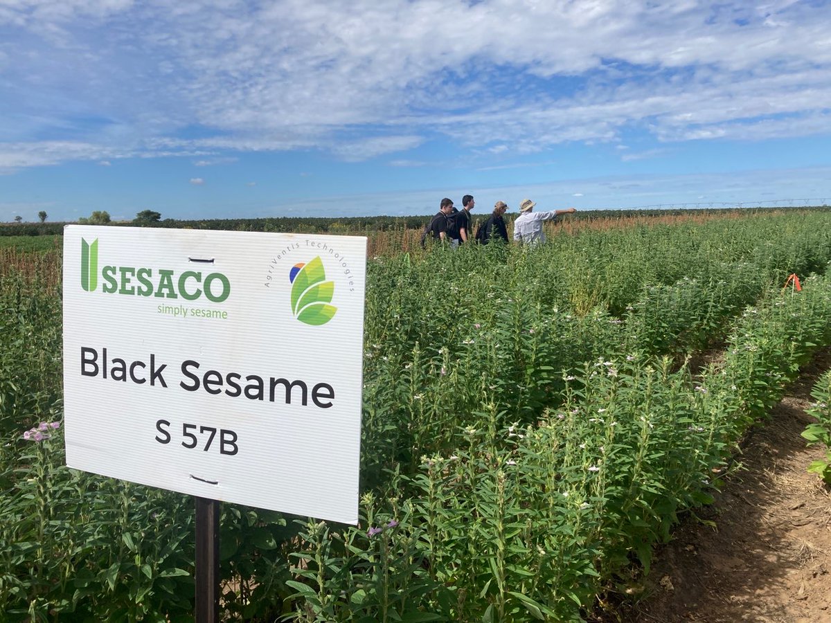 Excitement in Emerald, QLD last Wednesday with 35 farmers, agronomists and industry experts along with 25 students learning about the @AgriFuturesAU Sesame Research Program new short-season, non-shattering sesame varieties.🌾Learn more about the industry👉bit.ly/3Q8fKRy