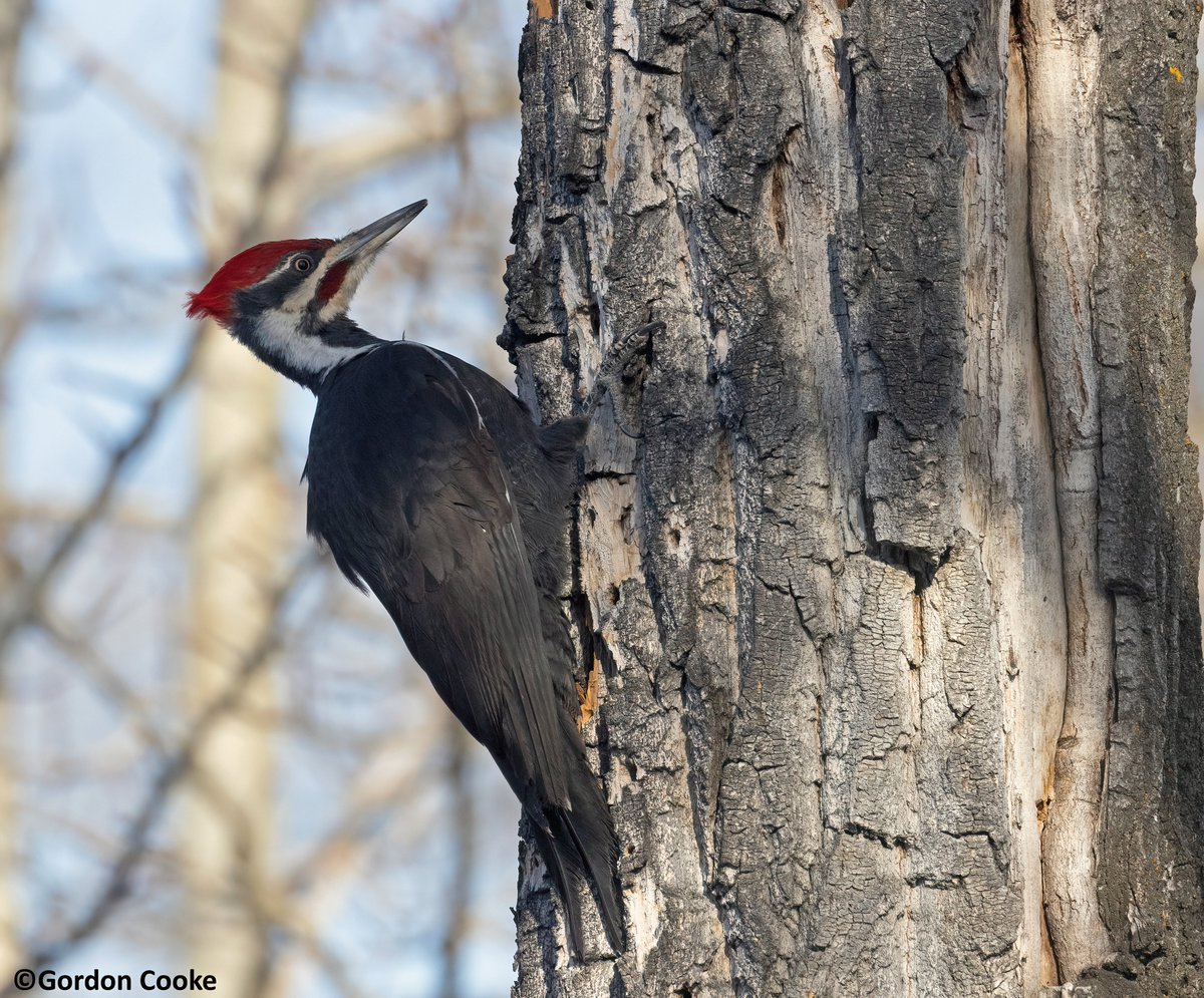 Always nice to see and photograph the pileated woodpeckers. Pictures taken April 21 2024, Calgary. @CityNatureYYC @NatureAlberta @birdscalgary #Alberta #nature #birds #Calgary