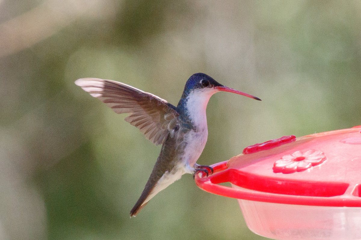 Happy Earth Day! Here is a photo of my lifer Violet-crowned Hummingbird, which is native to Earth.