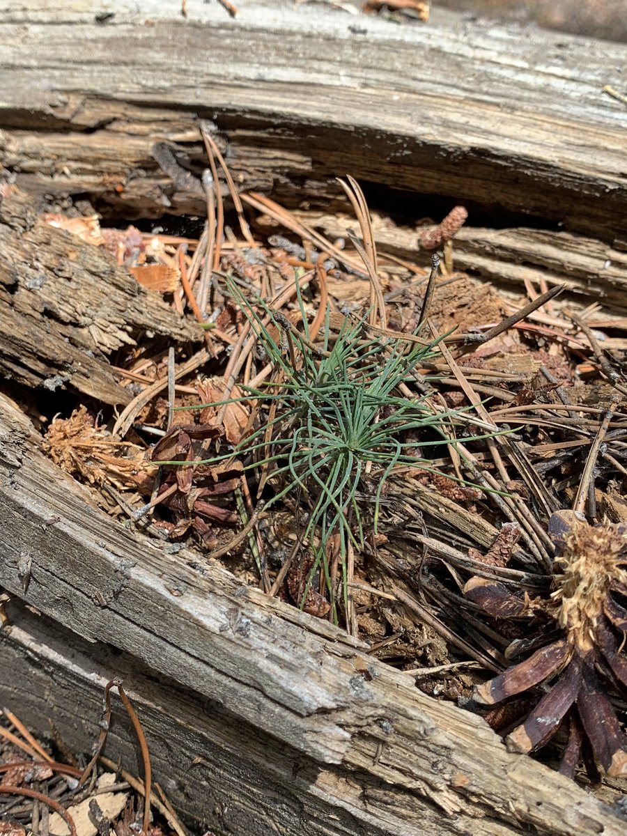 This #EarthDay let’s celebrate the death and decay which contains the #shelter and nutrients for bringing forth new #life. When we manage #forests with “ thinning” and “fuel reduction” we destroy these vital reserves and protected #habitats. Time to #StopTheChop and harden homes.