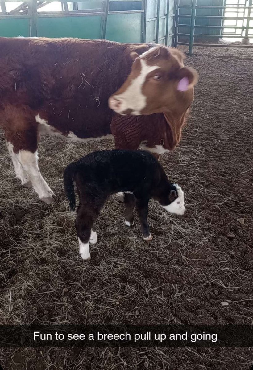 This week's host on agmafia_snap is Parker Lazenby. He runs the day-to-day operations of a southern Missouri yearling and cow/calf operation. Currently, they are running 1,600 steers and heifers along with 85 pairs that he takes care of. They run high risk yearlings, preparing