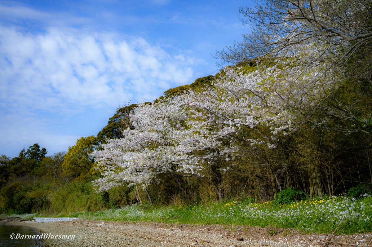 湖畔の春…。 #花 #flower #花のある風景 #桜 #サクラ #浜名湖周遊自転車道 #浜松 #ファインダー越しの私の世界 #はなまっぷ #sigma #sigmafpL #sigma35mmf14dgdnart #lmount #yourshotphotographer #yousawscenes #1x #1x_japan SIGMA fpL SIGMA 35mm F1.4 DG DN | Art