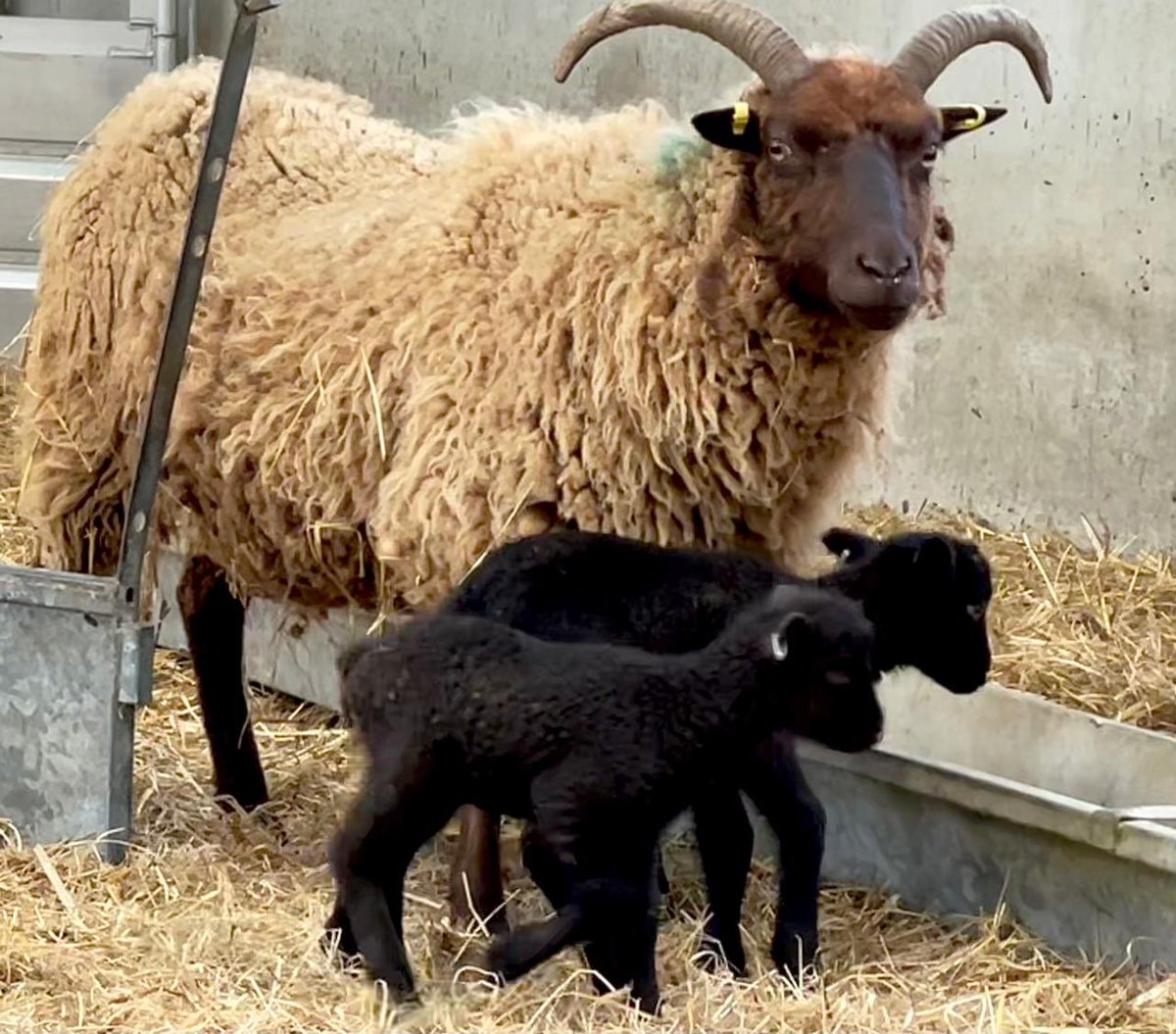 Twins for this lovely ewe. We are down to the tail end of lambing only 9 left to go  #manxloaghtan #rarebreed #nativebreeds #lambing #farming #isleofman