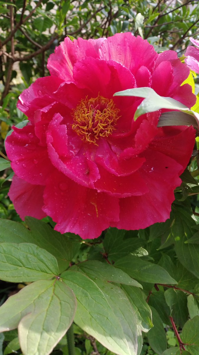 N_Design_2020's tweet photo. おはようございます♪
4月23日 かようび
茨城県は曇り☁時々晴れ☀

本日もよろしくお願いいたします
m(_ _)m

#企業公式つぶやき部 
#企業公式相互フォロー
#企業公式春のフォロー祭り
#企業公式が毎朝地元の天気を言い合う https://t.co/xwnaIF94Fg