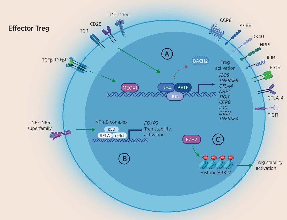 New in Rising Stars in Cancer Immunology, from the April issue— CD4+ Regulatory T Cells in Human Cancer: Subsets, Origin, and Molecular Regulation, by @JulianSwatler, @luglilab et al. bit.ly/3JxDH10 @HumanitasMilano