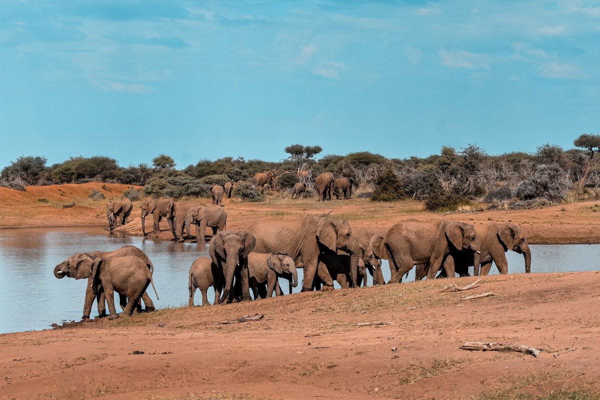 Animals play a vital role in preserving the delicate balance of our ecosystem. Let’s do right by them and do our part to fight #climatechange—so we can preserve spectacular places like the Okonjati Wildlife Sanctuary in Mt. Etjo, Namibia. Happy #EarthDay! 🌍