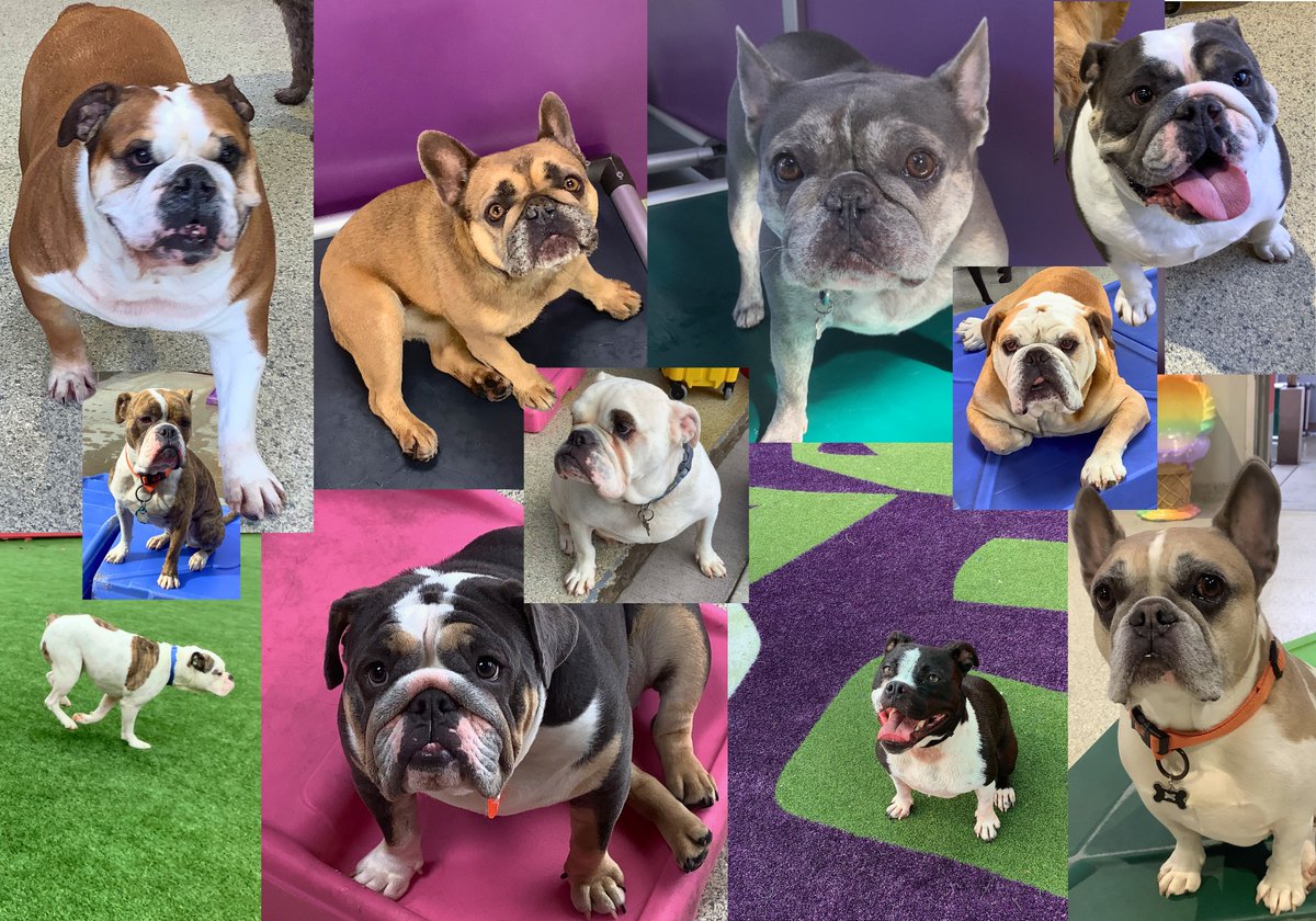 Here’s to our happy hounds of the bulldog variety. We hope you were all well-celebrated on your special day - 4/21 was National Bulldogs Are Beautiful Day!

#NationalBulldogsAreBeautifulDay
#DogBoarding
#DogDaycare
#YourDogWillLoveItHere
#EastBayDogs
#DogsOfOakland