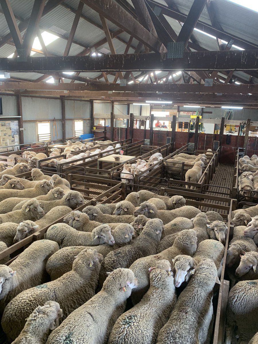 Favourite week of the year. Shearing all the rams. Stud Sires kicking off this morning, and excitingly onto young sale rams (23drop) in coming days which will be cover scored and fleece weighed, available for sale later in year.
@GumHillPoll