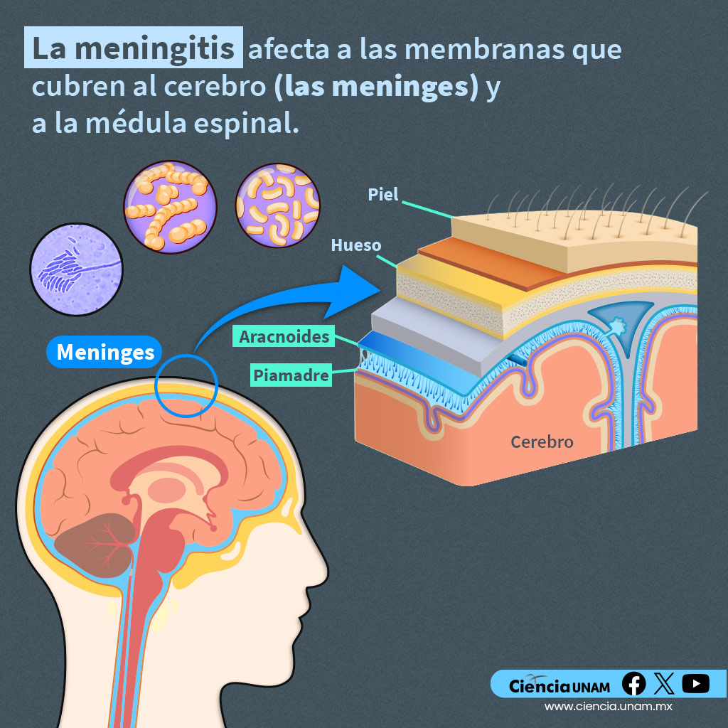 #Salud | La #meningitis es una infección grave de las meninges, tres membranas delgadas que cubren el cerebro y la medula espinal. Puede ser causada por virus o bacterias y afectar el cerebro y la médula espinal. La @FacMedicinaUNAM nos cuenta más: bit.ly/40ZwIEH