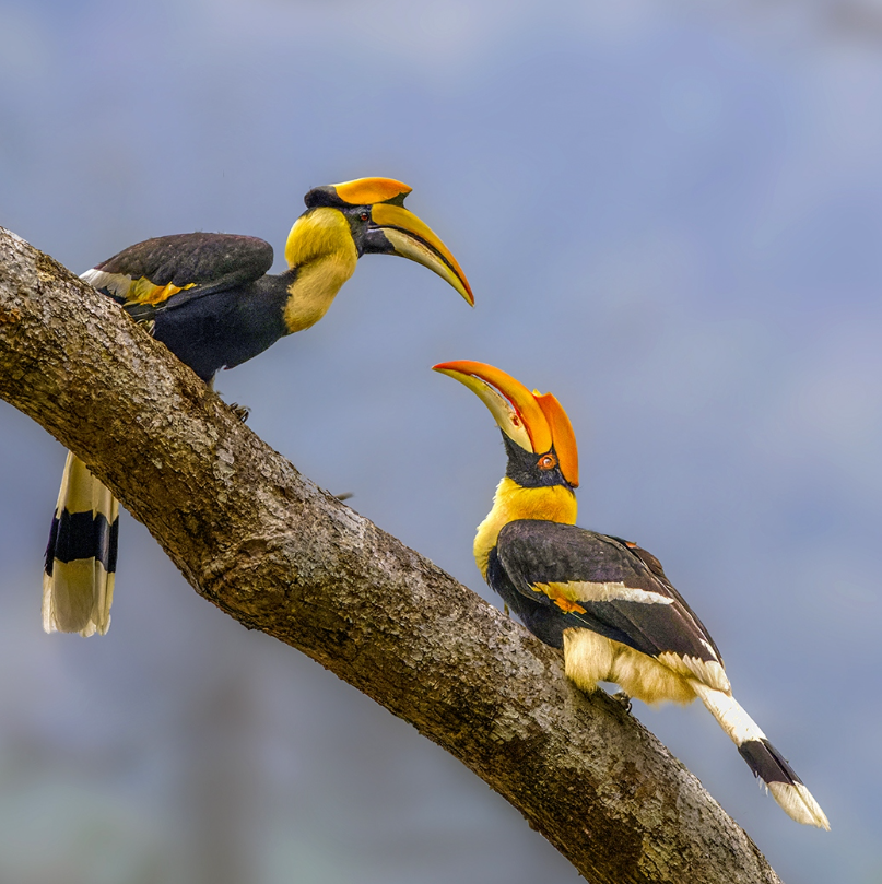 BirdsChina's tweet photo. Guess the name of the bird🤠🤠
#birds #nature #photography #birding
 #birdwatching #LovelyBirdsInChina https://t.co/5om3CQfoQN