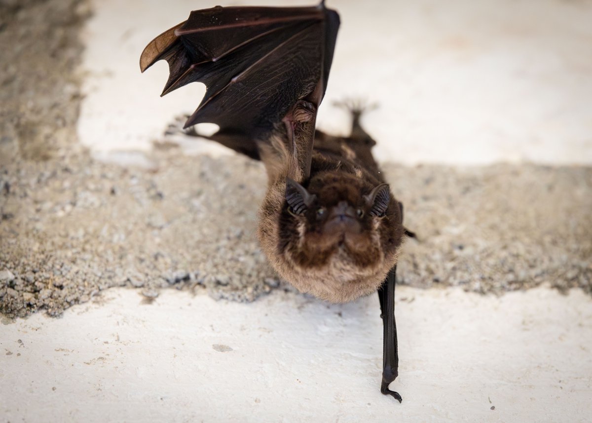 A greater sac-winged bat (Saccopteryx bilineata) in Xunantunich, Belize. You can see the sac in the second photo, which males use for social displays.