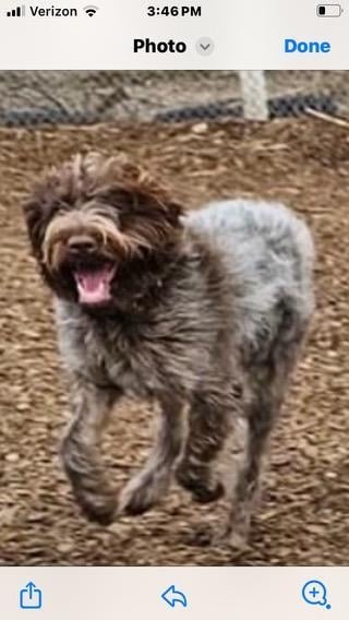 WIREHAIRED POINTING GRIFFON dlvr.it/T5st2l on gundogcentral.com #gundogcentral #birddogs #gundogs