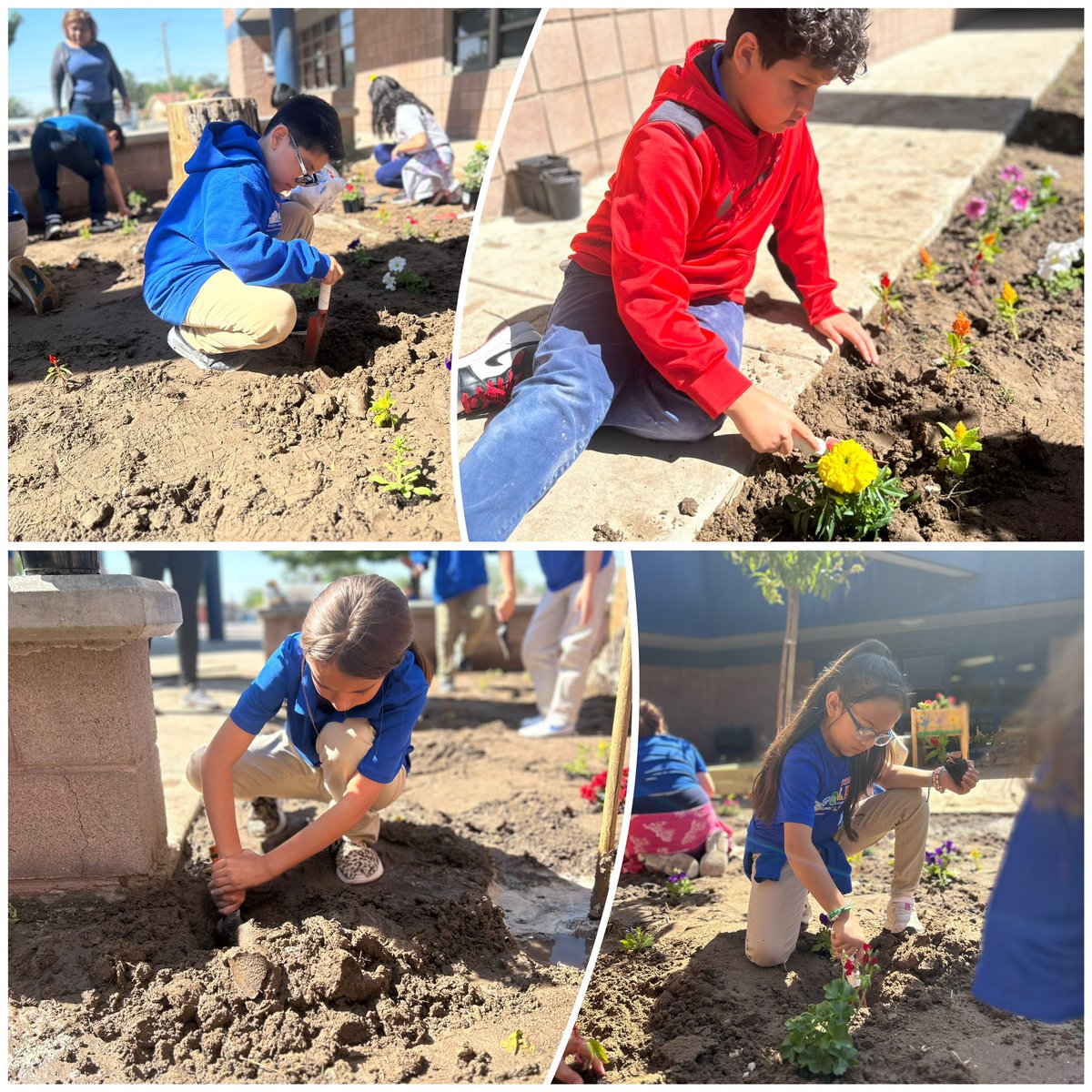 #EarthDay2024 beautiful day to plant some flowers 💐 #EarthDay #gardening #TeamSISD @Escontrias_ES #Bullpups