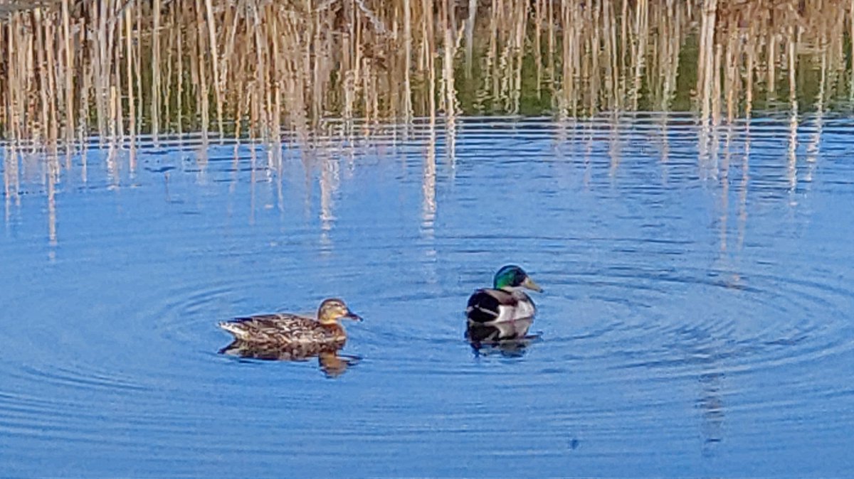 nilaakaalam's tweet photo. #NilaPix #MallardMonday #Mallard #Duck #Ducks #Couple #Birds #Wildlife #Backyard #Water #View #Nature #Photography #NaturePhotography #NoFilter #NoEdit #MobilePhotography https://t.co/BRFcSjxHDi