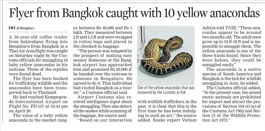 A native of Karnataka's Sakleshpur, who served as a carrier for someone to transport ten baby Yellow Anacondas from Bangkok in his check-in suitcase, was caught by @BLRAirport Customs Three of them were found dead. The 56-yr-old coffee trader came by Thai AirAsia flight on