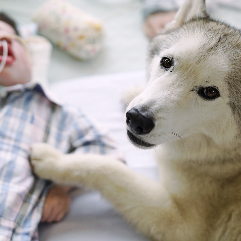 とちぎアニマルセラピー協会では医療的ケアが必要な重症児など、様々なところでアニマルセラピー活動を行っています。活動は多くの方々のご支援で続けることができます。
さらに活動を拡げるためにご支援をお願いします。
#刑務所 #アニマルセラピー #セラピードッグ #セラピー犬 #寄付