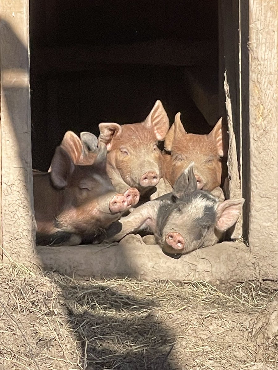 Piglet pile