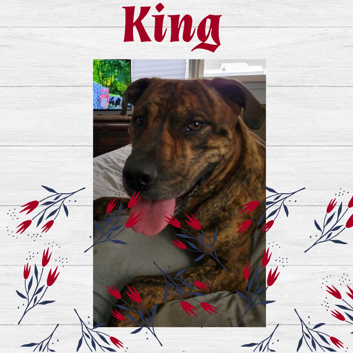 King is going to need an offer soon. Anyone yet? Just 2-y/o: nycacc.app/#/browse/195859