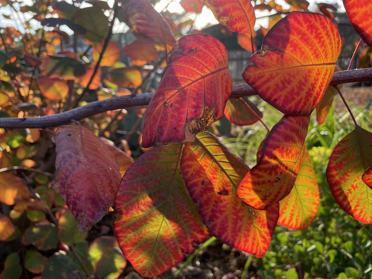 Cotinus was looking good this morning - love Autumn 🥰 #warrnamboolbotanicgardens #northeastcorner #autumn