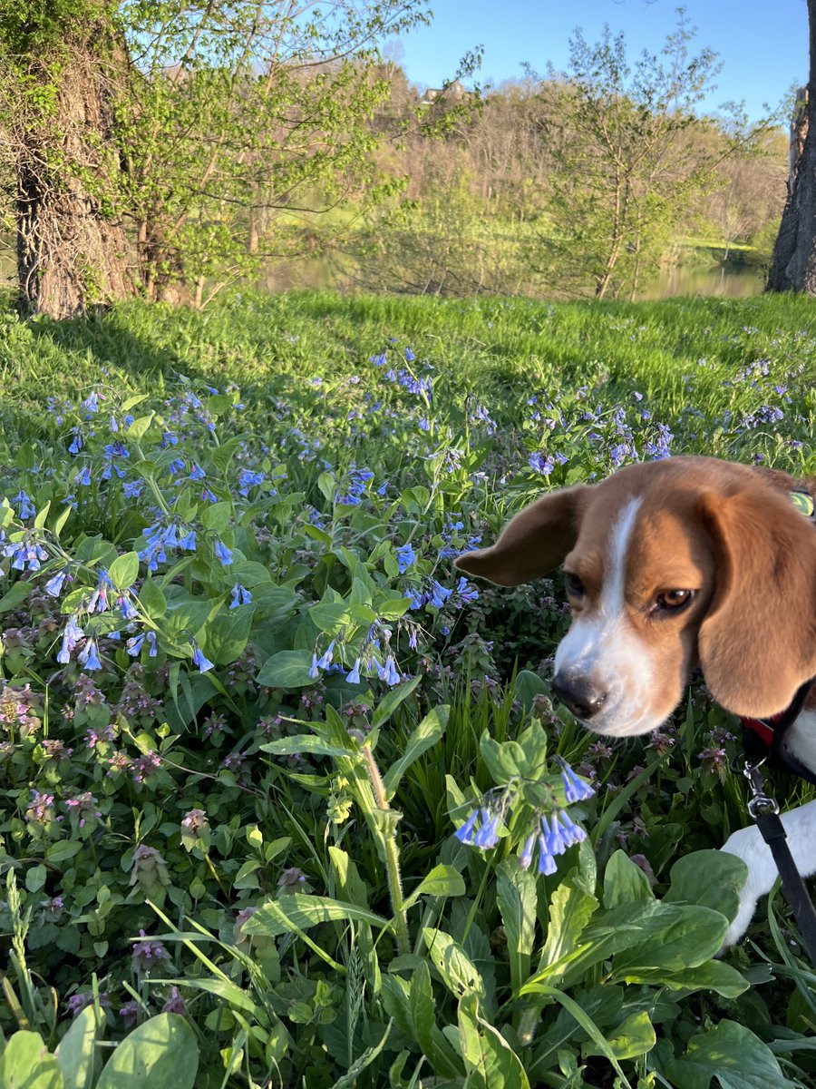 Bluebells! I’m sure there’s a squirrel in here somewhere.