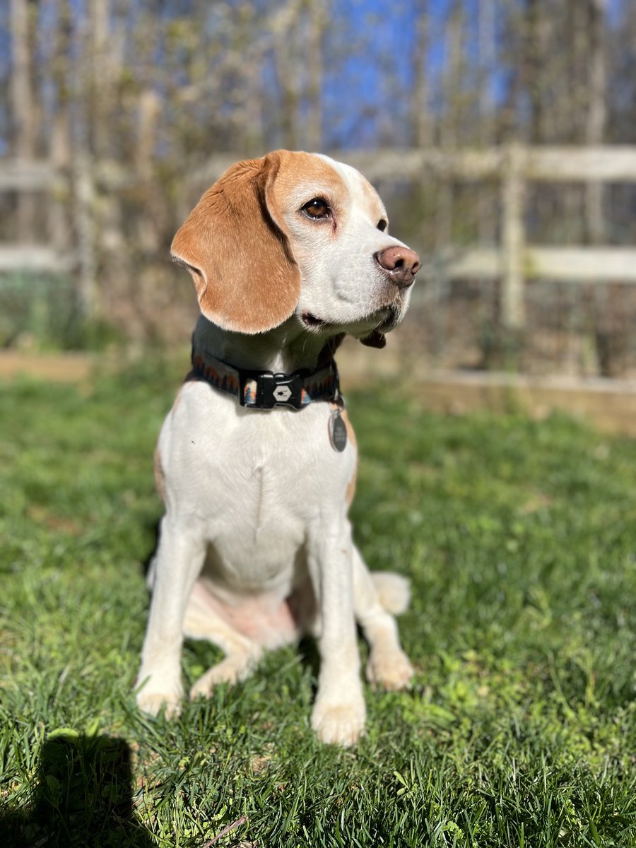 I’m quite the beagle. #NationalBeagleDay