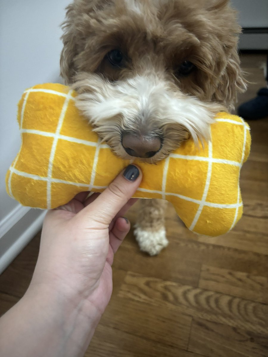 slevs19's tweet photo. puppies found the afikomen!! #levyseder https://t.co/G17gas95H1