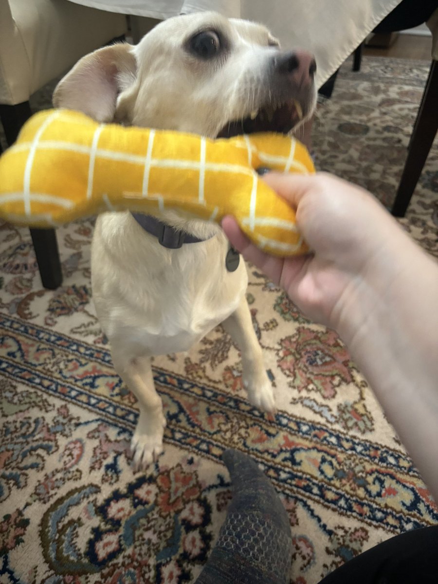 slevs19's tweet photo. puppies found the afikomen!! #levyseder https://t.co/G17gas95H1
