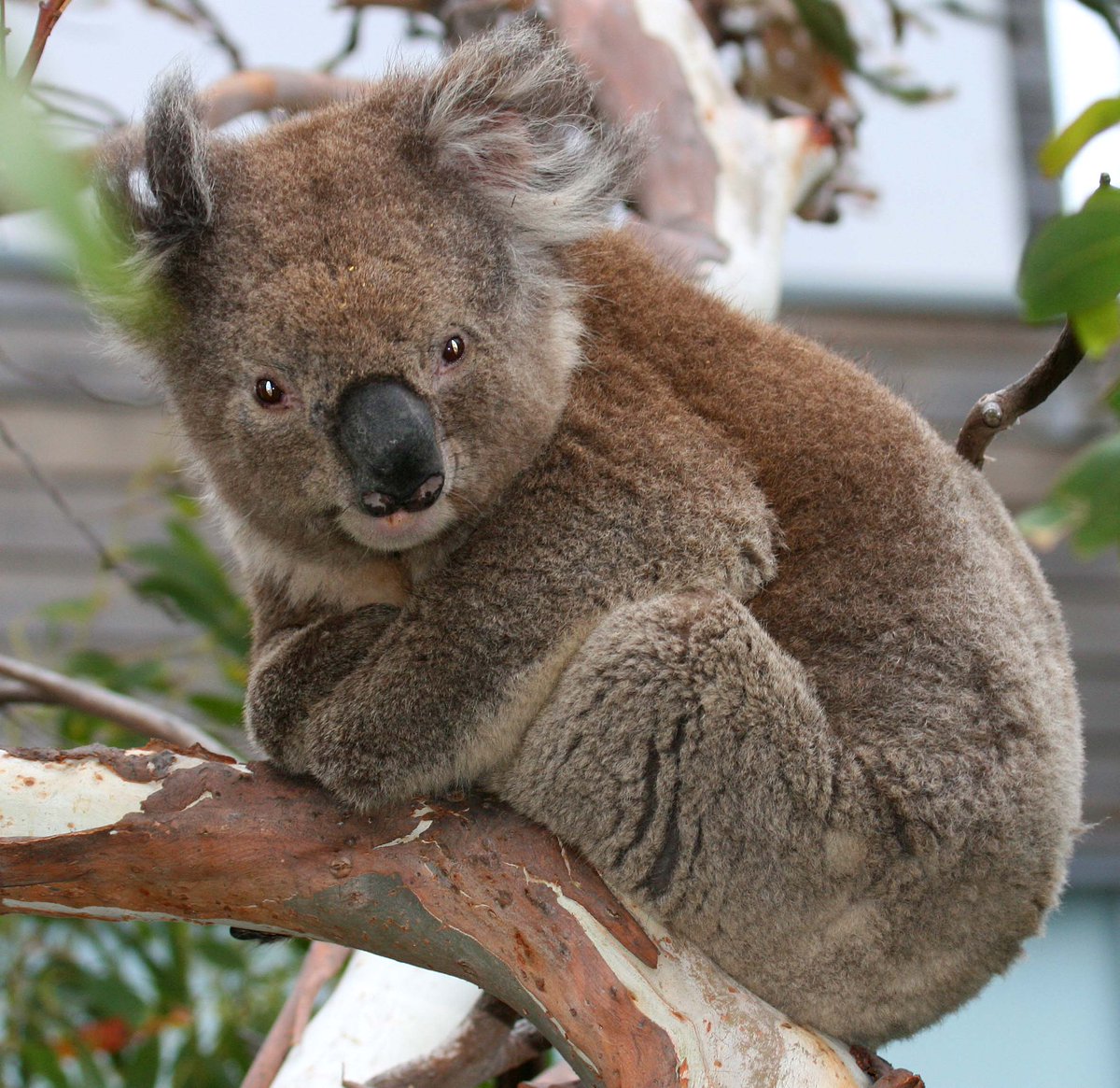 BMH2024 Australia (@BMHMelb2024) has a lot to offer. Great science and amazing networking opportunities. And you can make some new furry friends.