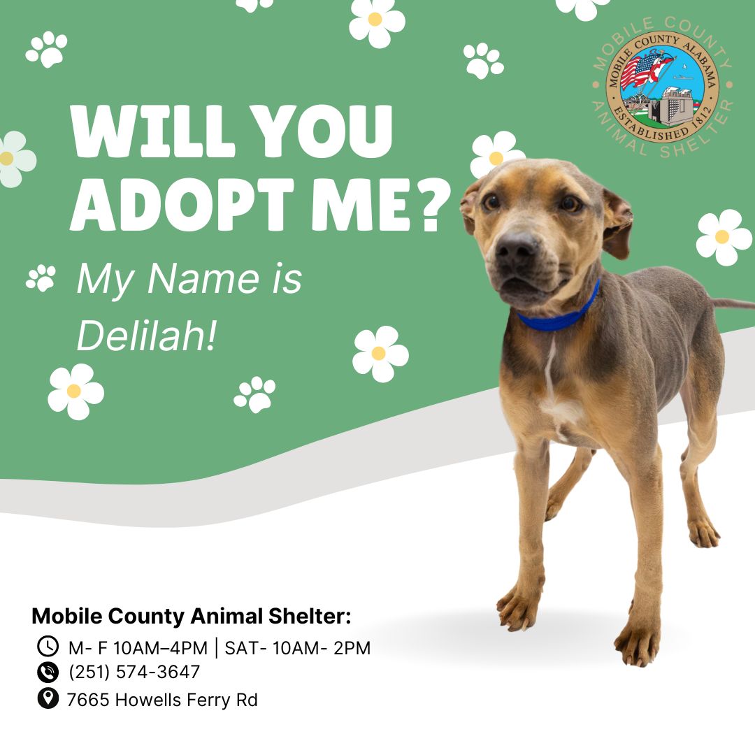 A079226 Delilah is a 2-year-old Black Mouth Cur Mix. She is heartworm positive and weighs 36 lbs. The adoption fee is $40, which includes her microchip, 5-in-1 vaccine, spay, one-year rabies vaccine, wormer, and the first dose of heartworm/flea preventative.