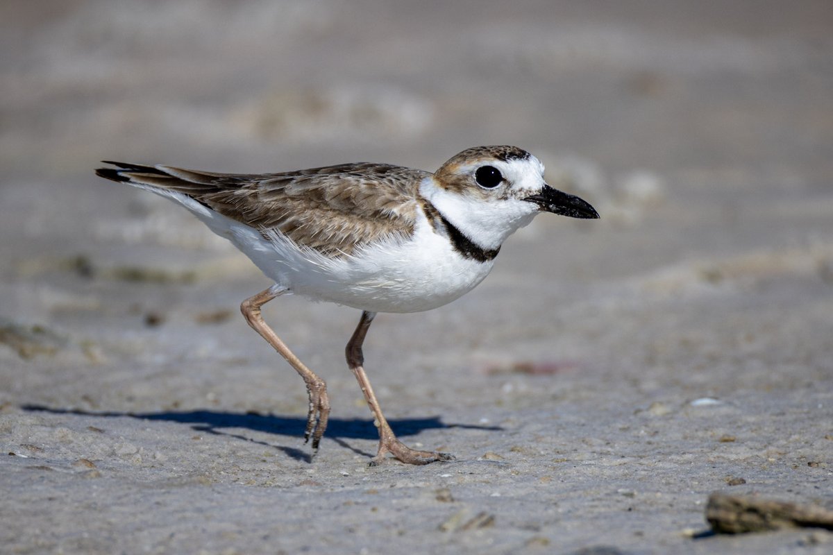 A lifer for me: Wilson's plover.