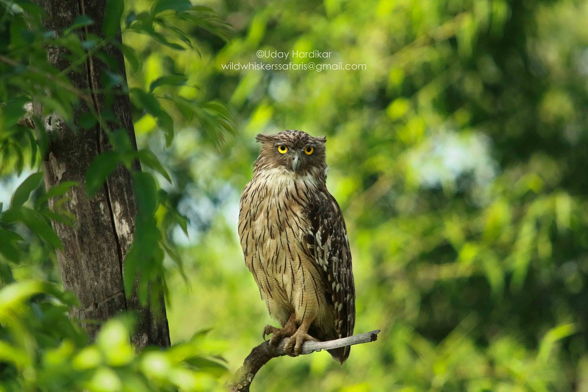 EYES - windows to the soul

Tadoba diaries-Brown fish owl

#TwitterNatureCommunity 
#IndiAves #NatureBeauty #nikonphotography #ThePhotoHour 
#nature_perfection #natgeowild #natgeoindia #EarthCapture #wildlifeiG #Nikon #tadoba #eye #owl