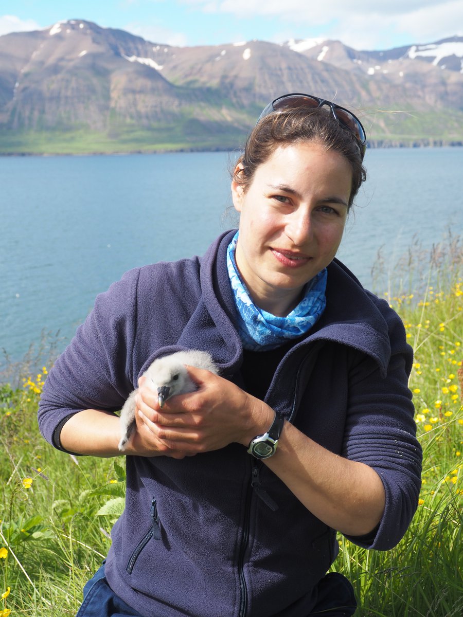 #WomenInSeabirdScience Nina Dehnhard @NinaDehnhard is a Seabird ecologist at Norwegian Institute for Nature Research (NINA) studying #plastics in #seabirds and spatial overlap between seabirds and #offshoreoil #offshorewind and #kelpharvesting