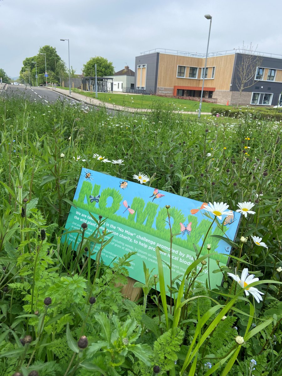 Great to see our wildflower meadows are already blooming, providing a feast for pollinators, helping tackle pollution, reducing urban heat extremes, and locking away atmospheric carbon below ground #NoMowMay @Love_plants