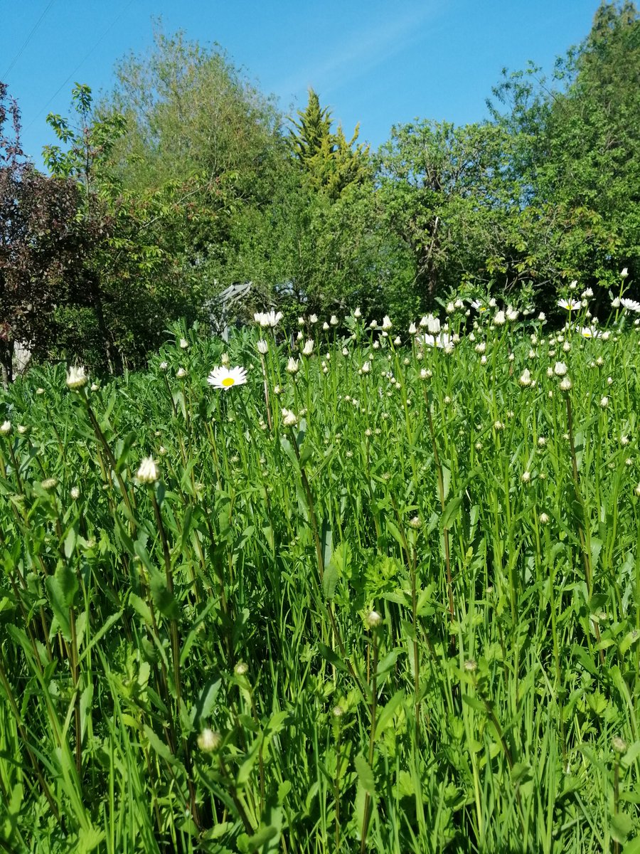 My lawn is coming on nicely, but out of the thousands of Yellow Rattle seeds I squashed into the soil in Sept, only about 100 have germinated😢