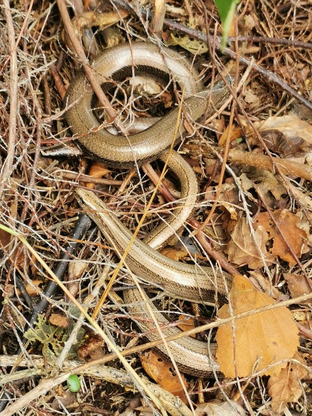 🦎 Did you know that the Slow worm, Anguis fragilis is a legless lizard despite the name? As the weather is warming up, you will start to see them coming our and basking in the sun 😎 Breeding season for slow worms starts in May so you may see some intertwined with each other